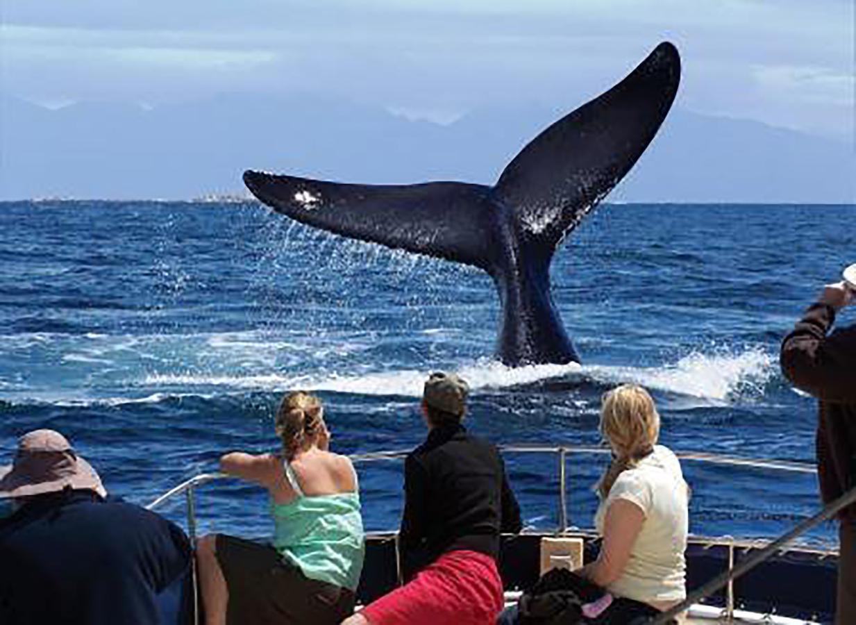 Fish Hoek Whale Watchers Apartments Eksteriør billede